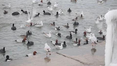 Ducks in the city in winter Stock Footage 102918816