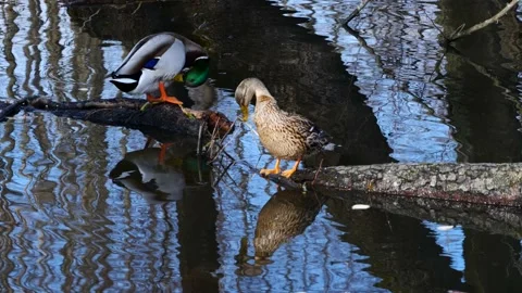 Ducks Clean Feathers on a Log Stock Footage 180608311