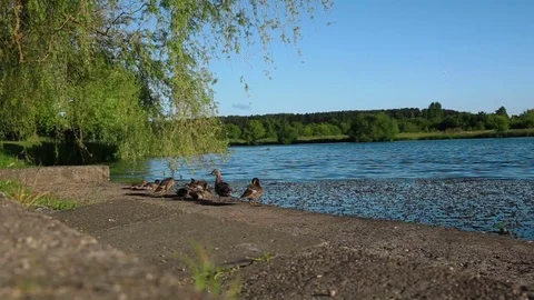 Ducks clean feathers on the river bank 스톡 동영상 76818205