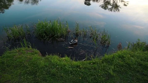 Ducks clean feathers at sunset Stockbeeldmateriaal 75760906