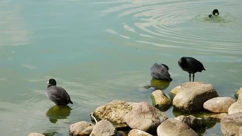 Ducks clean their feathers and catch fish on the shore of the lake. 스톡 동영상 248233447