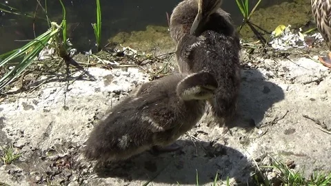 Ducks clean their feathers Stock Footage 80029701