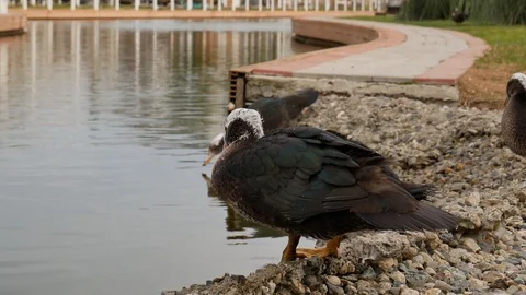 Ducks clean their feathers by the pond Stock Footage 123372159