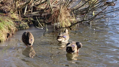 Ducks Clean Their Plumage Standing Up To Their Feet In The Lake Water On A Sunny Stock-Footage 145289219
