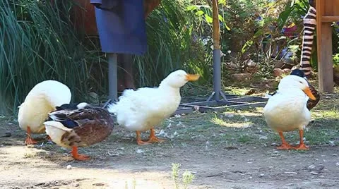Ducks Clean Themselves Vídeos de archivo 8925620