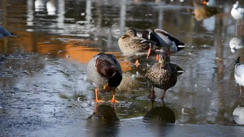 Ducks clean themselves standing on the ice Stock Footage 172150527