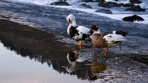 Ducks clean themselves in water. Stock Footage 168989595