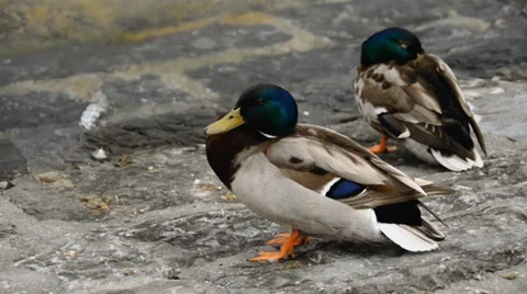 Ducks Cleaning Feathers Stock Footage 34538963