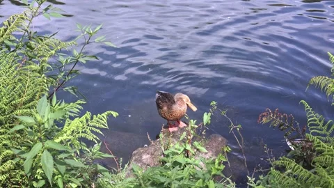 Ducks Cleaning Feathers by the Lake: Tranquil Family Moment Stock Footage 253703802