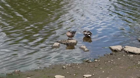 Ducks cleaning Stock Footage 240503835