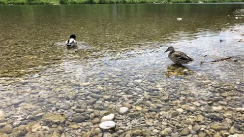Ducks cleaning itself and watching in shallow clear water Stock Footage 131511979
