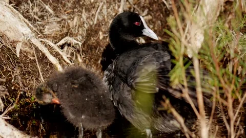 Ducks cleaning slow-motion Stock Footage 220380626