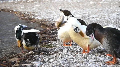Ducks cleaning their feathers Stock Footage 71444196