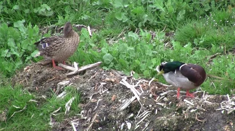 Ducks cleaning themselve Stock Footage 2551519