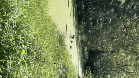 Ducks cleaning themselves in a mossy green stream Stock Footage 251027774
