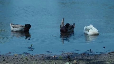 Ducks cleaning themselves at pond Stock Footage 196294973