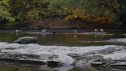 Ducks cleaning themselves on rocks Stock Footage 73559347