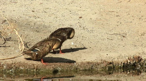 Ducks Cleaning Themselves by Water's Edge Vídeo Stock 775928