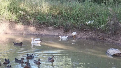 Ducks climbing into a pond Stock Footage 328536945