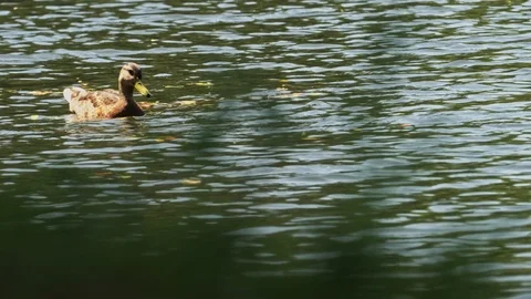 Ducks close up Stock Footage 121458850
