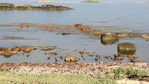 Ducks close to shore Stock Footage 90841192