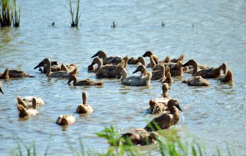 Ducks - A colony of ducks swimming in a lake Stock Photos