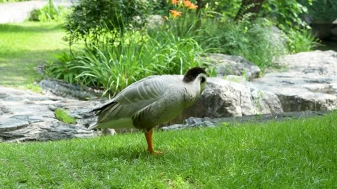 Ducks combing feathers on the grass free range ducks Stock Footage 197920957