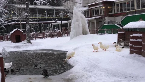 Ducks come down to the lake Stock Footage 172454477