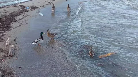 Ducks on the Como Lake Video stock 320137798