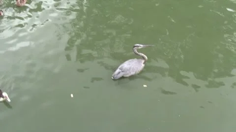 Ducks Competing for Food Video stock 11681794