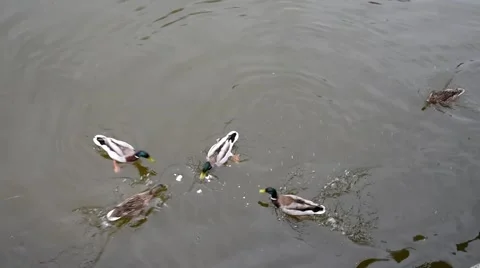 Ducks competing/Ducks waddle in the pond together Video stock 62931760