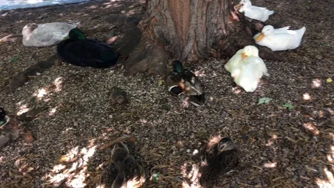 Ducks Congregating Together Under Trees 스톡 동영상 91904402