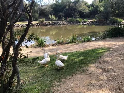 Ducks in conversation at park Foto stock