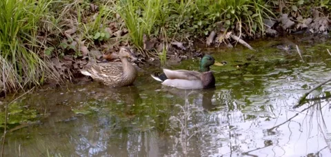 Ducks in a Corner Stock Footage 190188720