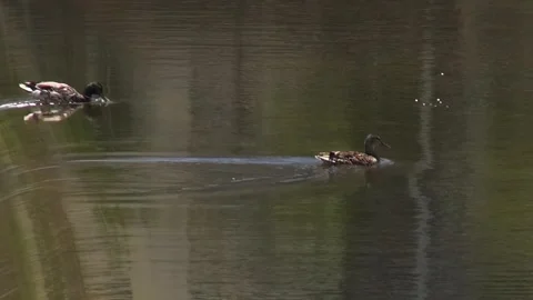 Ducks couple animals cascade waterfall river birds wildlife swimming Stock Footage 319394176