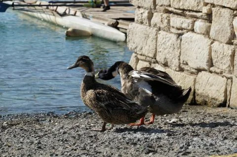 Ducks couple at the beach Stock Photos