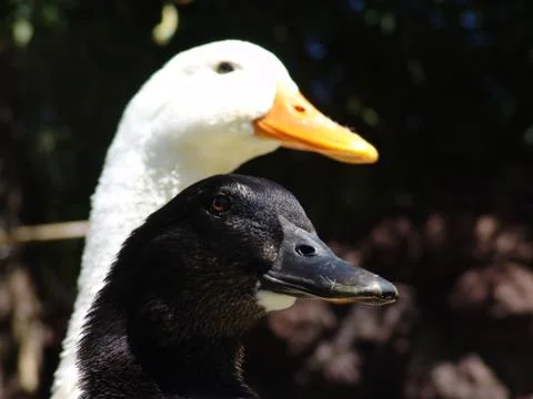 Ducks couple face Stock Photos