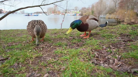 Ducks couple feeding on the grass by the river Video stock 150598513