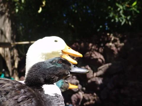 Ducks couple Stock Photos
