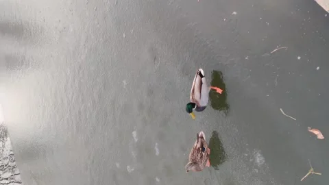 Ducks couple walking on ice surface of frozen pond in winter vertical 4k video. Stock Footage 260758243
