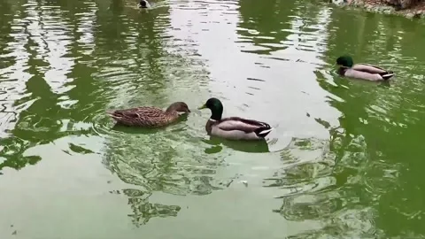 Ducks courtship Stock Footage 275585139