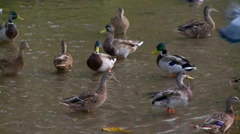 Ducks in a Creek Stock Footage 55726496