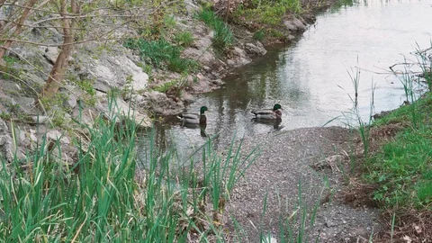 Ducks in a creek Mallards Stock Footage 129458705