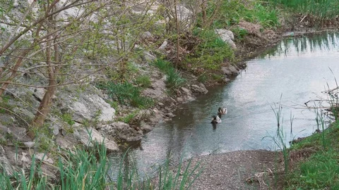 Ducks in a creek Mallards 库存影片 129462358