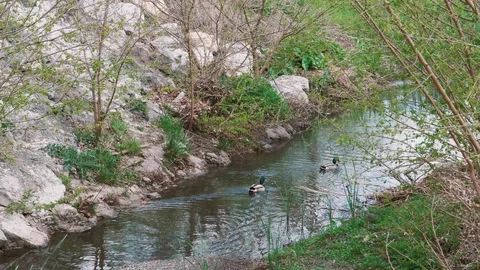 Ducks in a creek Mallards Stock Footage 129462359