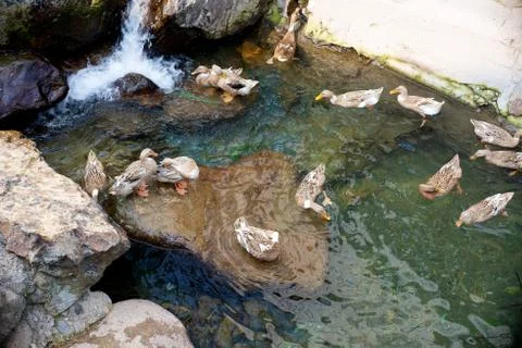 Ducks in a creek Stock Photos