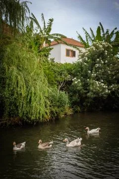 Ducks in Creek Stock Photos