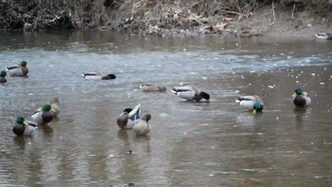 Ducks in Creek Water on Cold Day Stock Footage