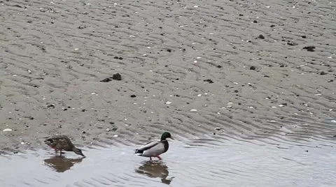 Ducks Cross Paths with SeaGull Stock Footage 1216853
