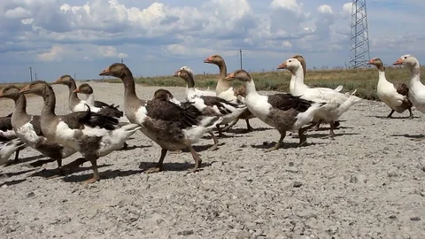 Ducks cross the road Video stock 76859258